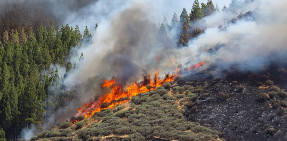 Incendios forestales y su impacto ambiental Incendios forestales y su impacto ambiental