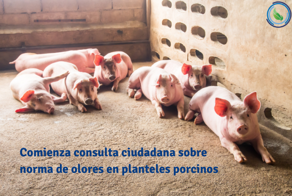 Comienza consulta ciudadana sobre norma de olores en planteles porcinos Comienza consulta ciudadana sobre norma de olores en planteles porcinos
