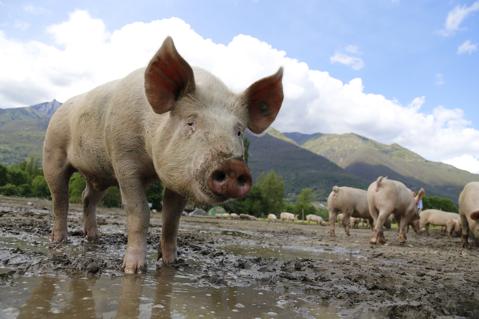Declaración de Existencia Animal (DEA), será obligatoria a partir de este año
